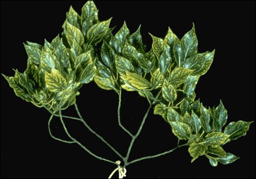Manganese Deficiency in Camphor Tree (Cinnamomum camphora)