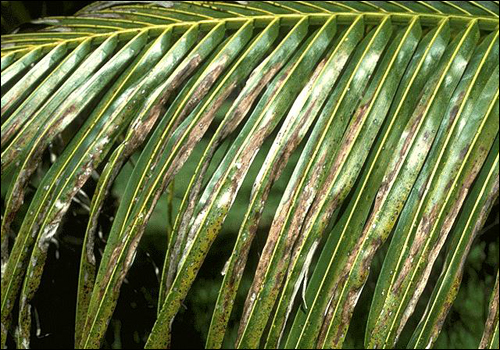 Potassium Deficiency in Coconut Palm (Cocos nucifera)