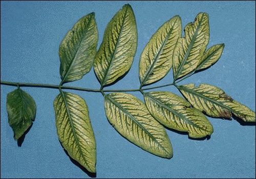 Manganese Deficiency in Golden Shower (Cassia fistula)
