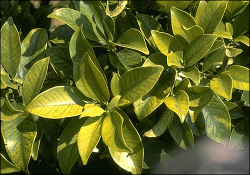 Manganese Deficiency in Cuban Laurel (Ficus retusa)