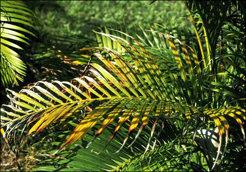Potassium Deficiency in Areca Palm (Dypsis lutescens)