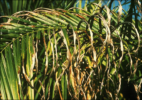 Potassium Deficiency in Royal Palm (Roystonea regia)