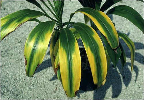 Magnesium Deficiency in Ti Plant (Cordyline terminalis)