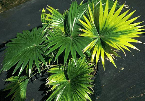 Magnesium Deficiency in Footstool Palm (Livistona rotundifolia)