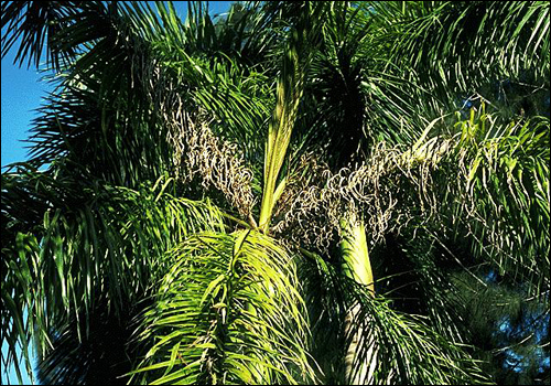 Manganese Deficiency in Royal Palm (Roystonea regia)