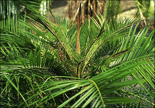 Boron Deficiency in Pygmy Date Palm (Phoenix roebelenii)