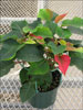 Orion Red poinsettia 10-18