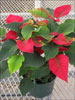 Orion Red poinsettia 10-25