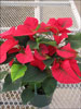 Orion Red poinsettia 11-1
