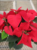 Orion Red poinsettia 11-8