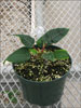 Soltic Red poinsettia 9-6
