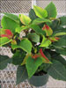 Soltic Red poinsettia 11-8