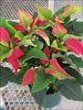Soltic Red poinsettia 11-15