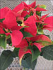 Soltic Red poinsettia 11-22