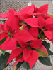 Soltic Red poinsettia 11-29