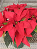 Soltic Red poinsettia 12-6