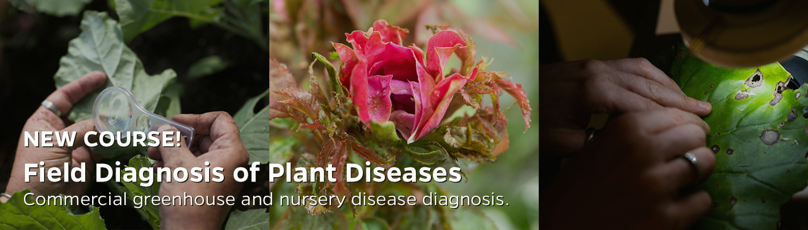 NEW COURSE! Field Diagnosis of Plant Diseases, Commercial greenhouse and nursery disease diagnosis.