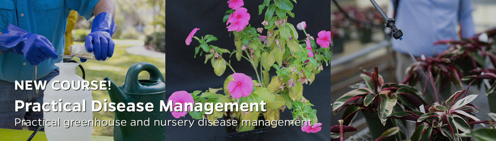 NEW COURSE! Practical Disease Management: Practical greenhouse and nursery disease management