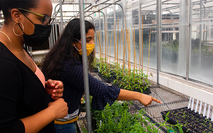 Nadakuduti Lab member, and team leader, Dr. Swathi Nadakuduti, in the greenhouse, UF/IFAS photo by Alex J. Lopez