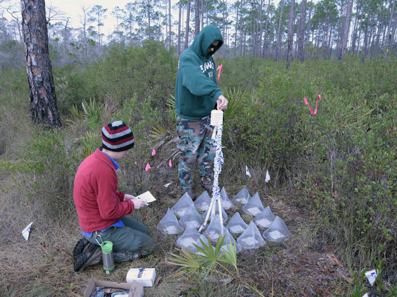 Master’s student Amber Gardner and Dr. Pérez checking research plots within the Apalachicola National Forest.