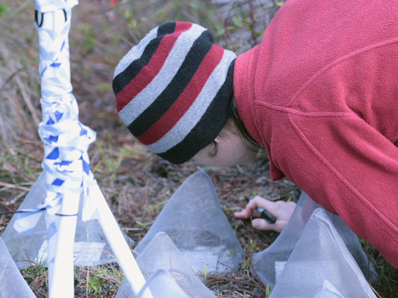 Amber Gardner checking field plots for Harper’s Beauty (Harperocallis flava) seedling emergence.
