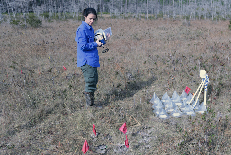 Seed burial experiment (foreground) and full-sun germination phenology study within a bog site.
