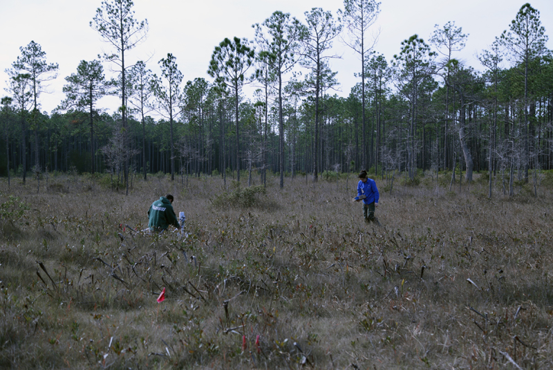 Our study sites in a bog within the Apalachicola National Forest.