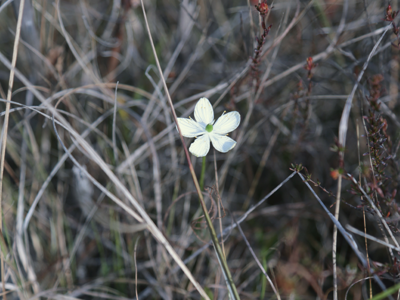 Largeleaf Grass-of-Parnassus (Parnassia grandifolia) flower. This is a rare and state endangered species.
