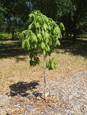 Red Buckeye in the Spring