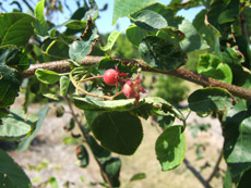 Downy Serviceberry Fruit