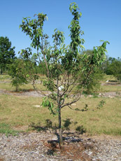 Downy Serviceberry in the Spring
