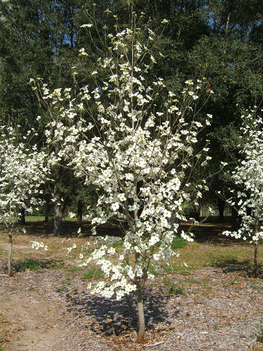 Flowering Dogwood in Flower