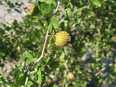 Yellowleaf Hawthorn Fruit