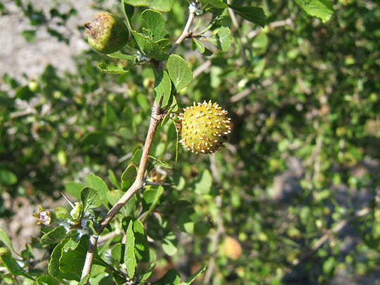 Yellowleaf Hawthorn Fruit