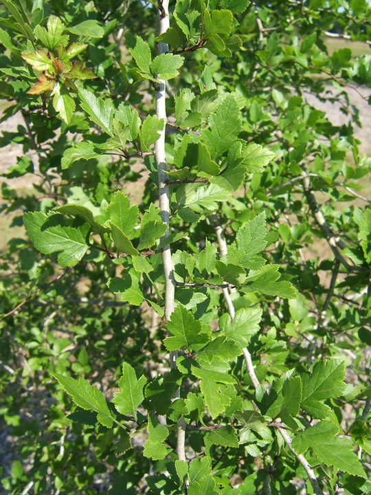 Green Hawthorn Foliage