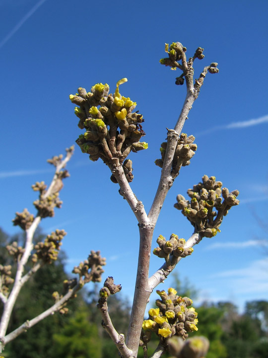 Chinese Witchhazel Flowers