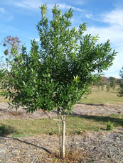 Dahoon Holly Tree