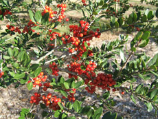 Dodds Cranberry Yaupon Holly Berries