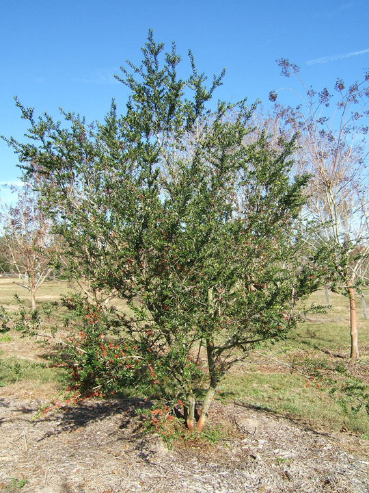 Dodds Cranberry Yaupon Holly in the Winter