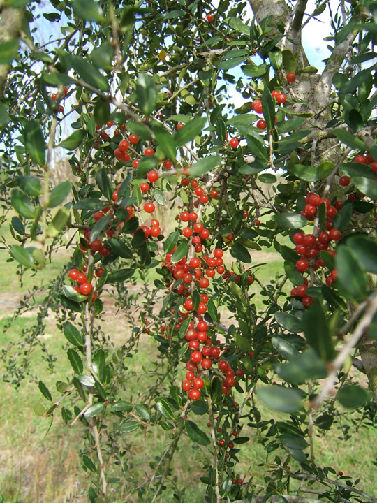 Weeping Yaupon Holly Berries