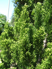 Torulosa Chinese Juniper Foliage