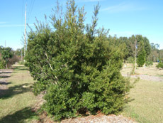 Southern Waxmyrtle in the Winter