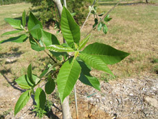 Ogeechee Tupelo Foliage