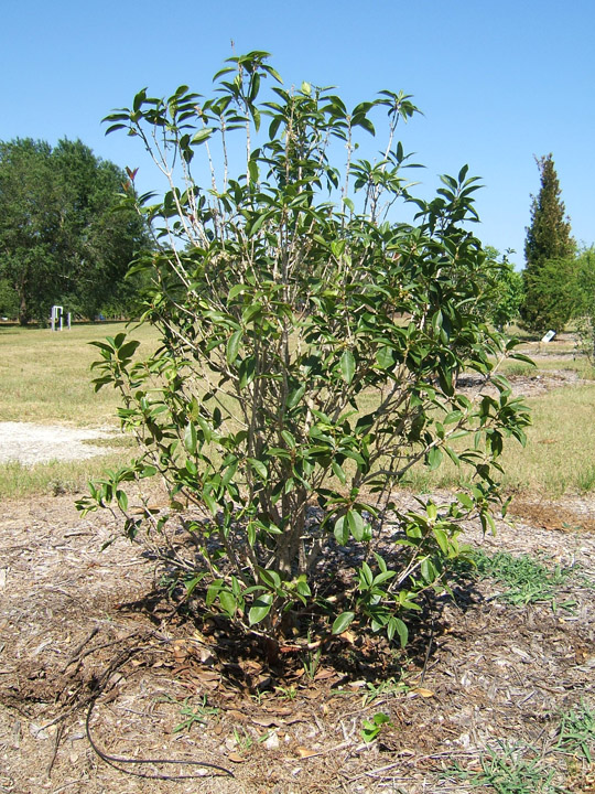 Osmanthus Tea Olive. More about osmanthus olive,i