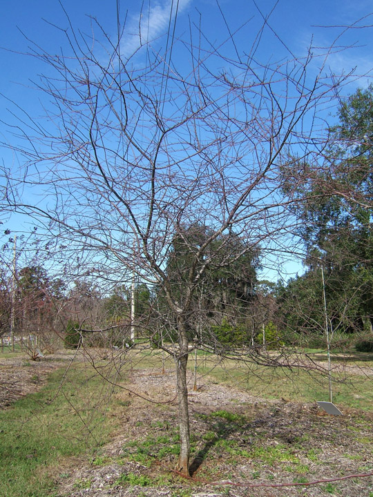 Chickasaw Plum in the Winter