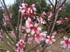 Okame Cherry Flowers