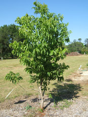 Florida Soapberry in the Spring