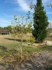 Florida Soapberry in the Winter