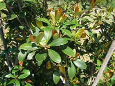 Cleyera Foliage
