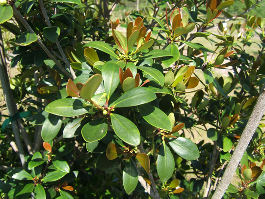 Cleyera Foliage